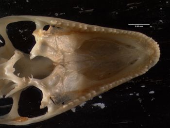 Media type: image;   Herpetology R-137300